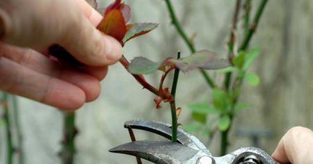 How to prepare roses for winter in the suburbs
