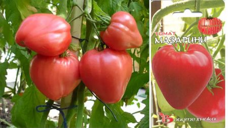 עגבניה-מאזריני -2