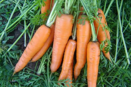 Que planter après les carottes l'année prochaine