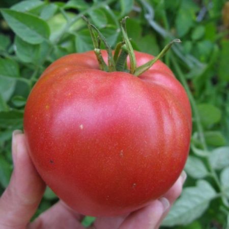 עגבניה-קרדינל-אוציווי-פורטו-אורוז'חוסט
