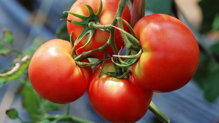 tomate-krasnym-krasno-photo-i-otzyvy-tex-kto-sazhal
