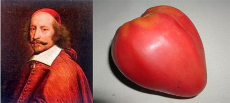 tomato-mazarini-otzyvy-foto-kto-sazhal