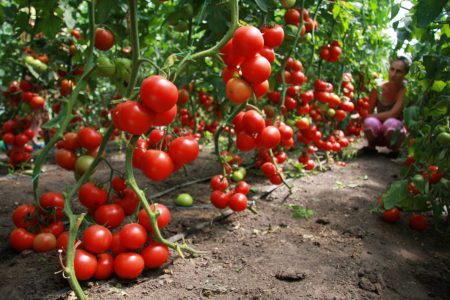teplichnye-tomate