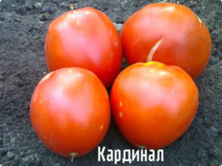 עגבניות-קרדינל-אורוז'חוסט-אוציווי