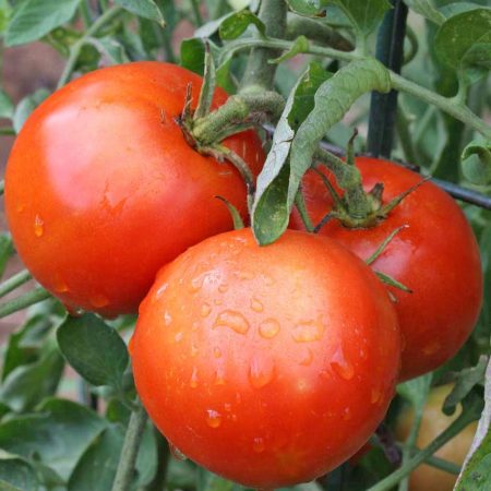 tomat-yamal-xarakteristika-i-opisanie-sorta