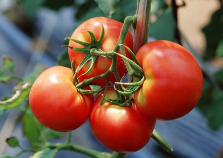 Tomato untuk rantau Rostov, benih gred terbaik