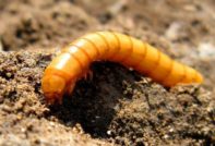 De draadworm in aardappelen, hoe zich te ontdoen van in de herfst
