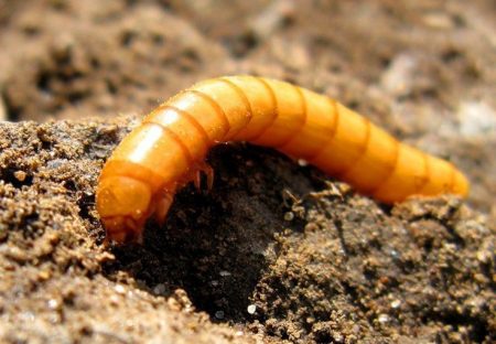 The wireworm in potatoes, how to get rid of in the fall