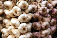 Di mana untuk membeli bawang putih musim sejuk untuk menanam di Moscow pada runcit