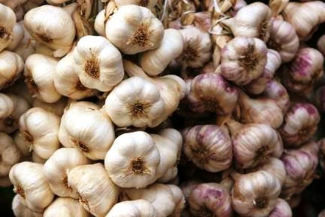 Where to buy winter garlic for planting in Moscow at retail