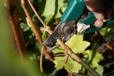 Беритба на гроздови резници през есента и съхранение