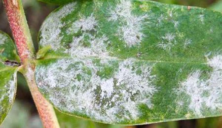 Powdery mildew on phlox, how to get rid