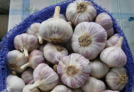 Where to buy winter garlic for planting in Moscow