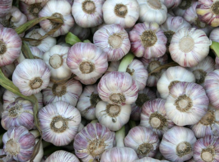 Where to buy winter garlic for planting in Moscow at retail