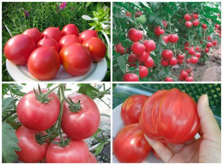 De beste variëteiten roze tomaten voor de regio Rostov