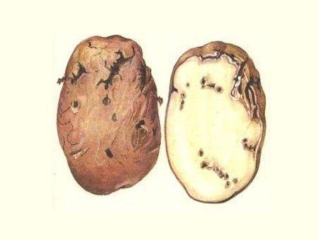 Kawat kentang