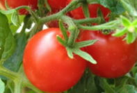 De fruktbaraste söta varianterna av tomat och understorlek, inte förtjänande