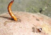 De draadworm in aardappelen, hoe zich te ontdoen