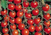 עגבניות לאזור רוסטוב בשטח פתוח