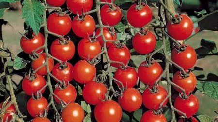 Tomater för Rostov-regionen öppen mark