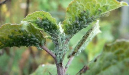 currant aphids
