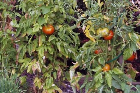 كاك بو-vneshnim-priznakam-opredelit-chego-ني-hvataet pomidoram