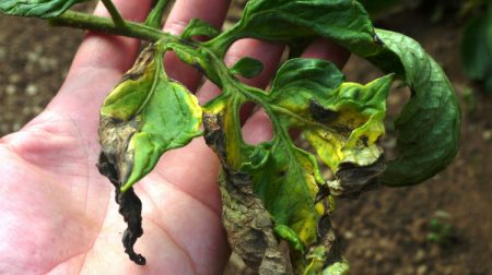 late blight on tomatoes
