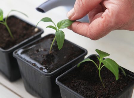 When to plant pepper for seedlings in 2017