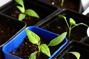 soil for seedlings at home