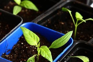 Как да подготвим почва за разсад