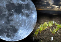 Calendrier lunaire du jardinier horticole 2017, tableau