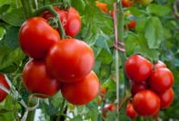 Сортове домати, устойчиви на късен блясък за района на Москва: за оранжерии и открита земя