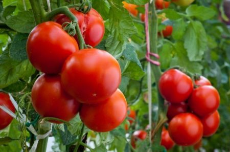 Varieti tomato yang tahan terhadap tanaman hama untuk wilayah Moscow: untuk rumah hijau dan tanah terbuka