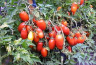 Picea de plata de tomate: reseñas, fotos, descripción y descripción de la variedad