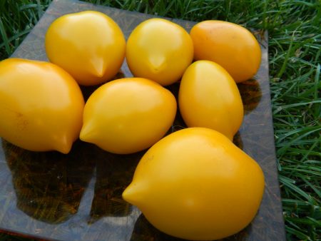 Tomate Merveille du Monde: caractéristiques et description de la variété, photo, avis