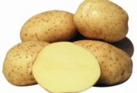 Potato Gala: popis odrody, fotografie, recenzie
