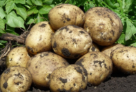 Potato Nevsky: description and characteristics of the variety, photo, reviews