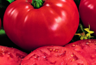 Filete de ternera con tomate: reseñas, características y descripción de la variedad