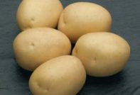 Potato Natasha: variation beskrivning, foton, recensioner