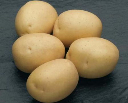 البطاطا ناتاشا: وصف متنوعة والصور والتعليقات