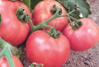 נס ורוד עגבניות: ביקורות, מאפיינים ותיאור של הזן
