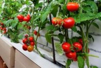 tomate balcón milagro creciente