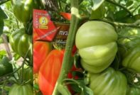Choza de tomate Puzata: reseñas, fotos, rendimiento, características y descripción de la variedad.