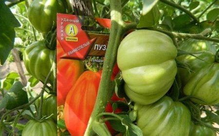 Chata Tomato Puzata: recenze, fotografie, výnos, vlastnosti a popis odrůdy