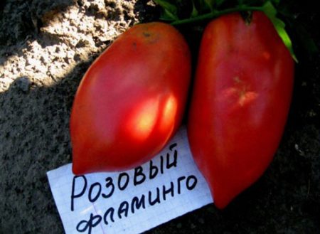 Flamant rose tomate: caractéristiques et description de la variété, des avis, des photos