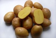 Potato Impala: beskrivning och sorts egenskaper, foto, recensioner
