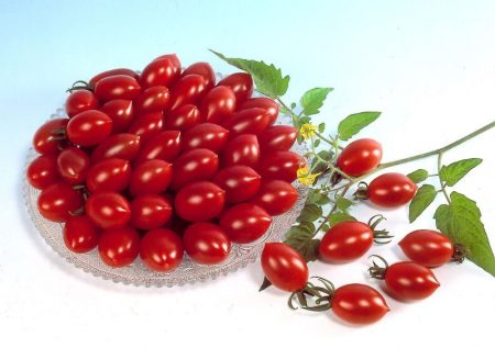 Tomato bläckfisk: egenskaper och beskrivning av variationen, recensioner, foton, som planterade