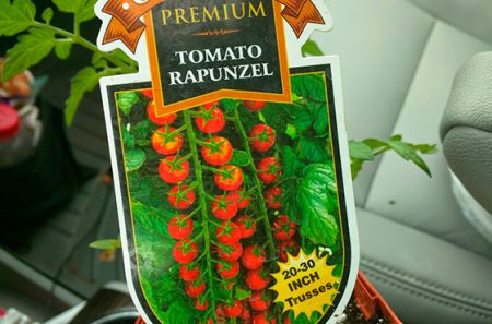 Tomates Rapunzel: description de la variété, des avis, des photos, du rendement