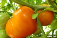 Tomat Orange Orange hjärta: egenskaper och beskrivning av sorten, recensioner