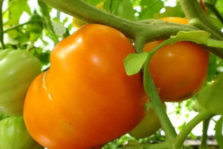 Coeur de tomate orange: caractéristiques et description de la variété, commentaires